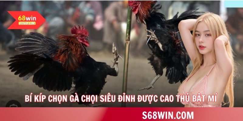 Bí kíp chọn gà chọi siêu đỉnh được cao thủ bật mí